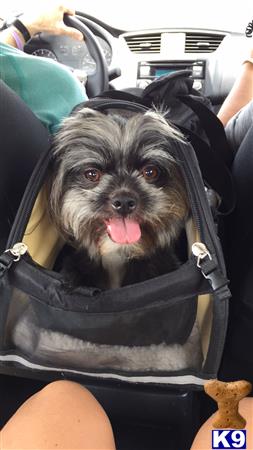 CuteDog19 Picture 1